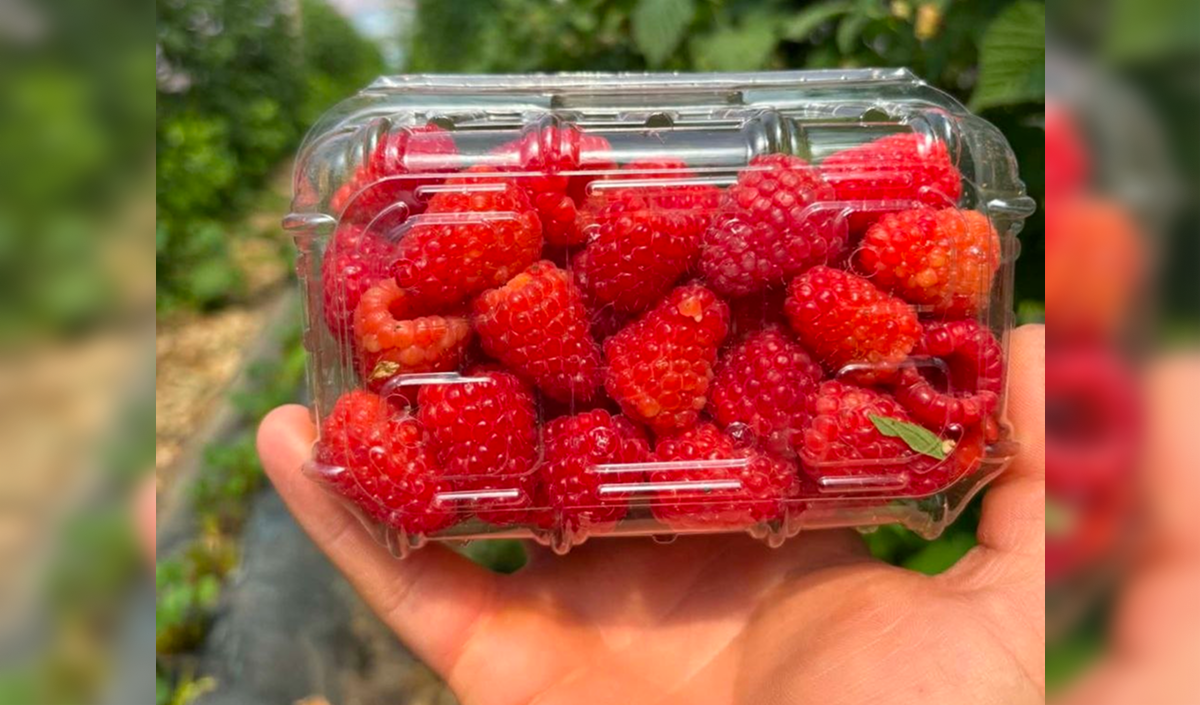 Will Moldovan farmers be able to increase their raspberry exports and prices?