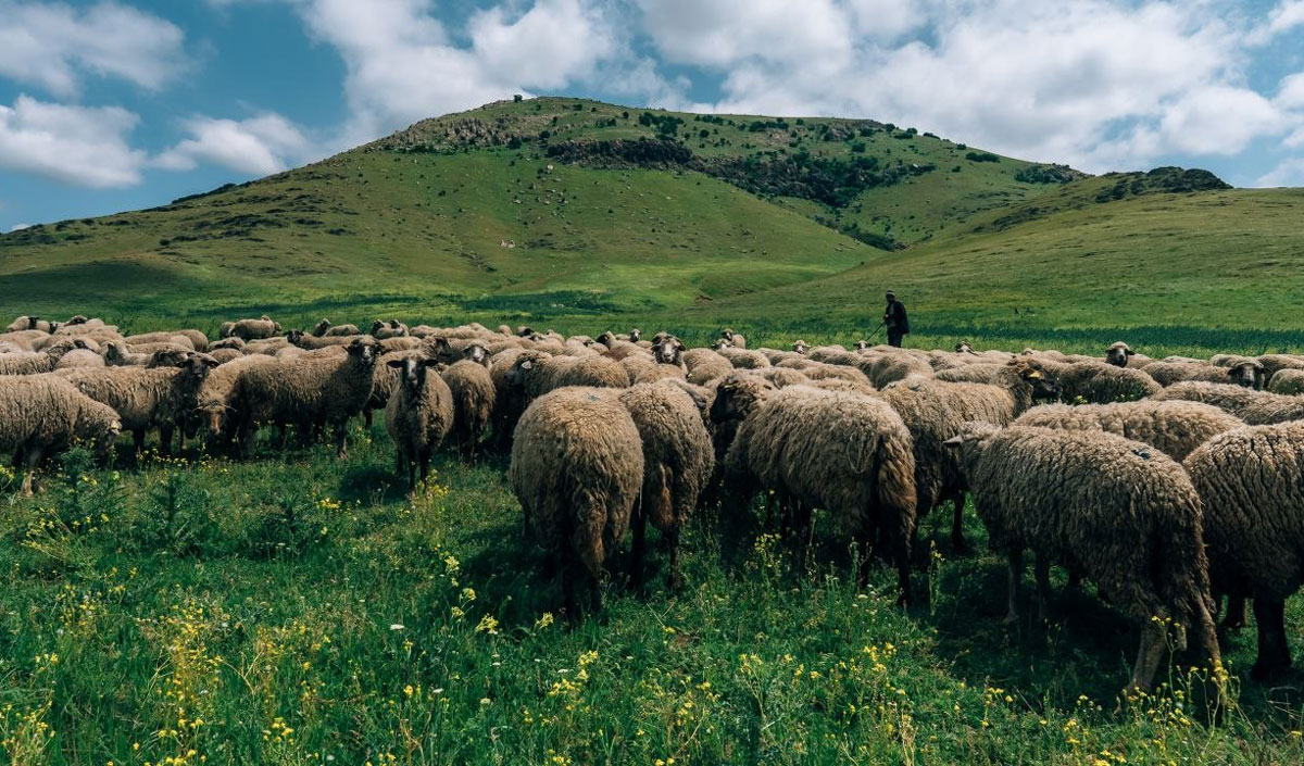 Romanian sheep farmers will receive compensation due to the export ban