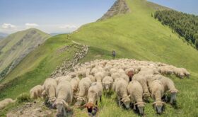 Sheep help protect against fires Sheep help protect against fires