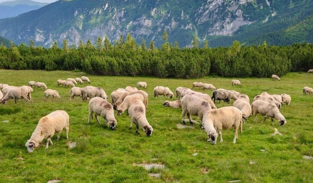 În România a fost declarată carantina la nivel național din cauza ciumei ovine și caprine