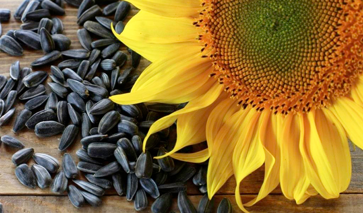 Bulgaria and Romania are the main importers of Argentine sunflower seeds in the Black Sea region