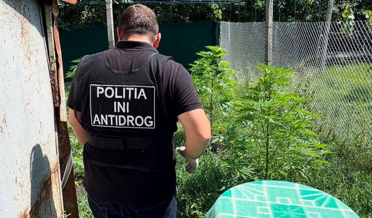 A resident of Anenii Noi was growing marijuana and hallucinogenic mushrooms