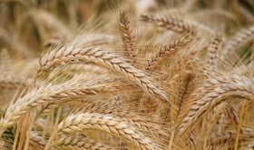 wheat