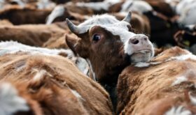 cattle