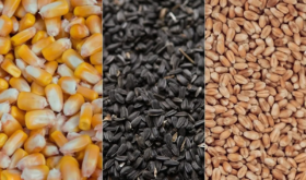 grain market