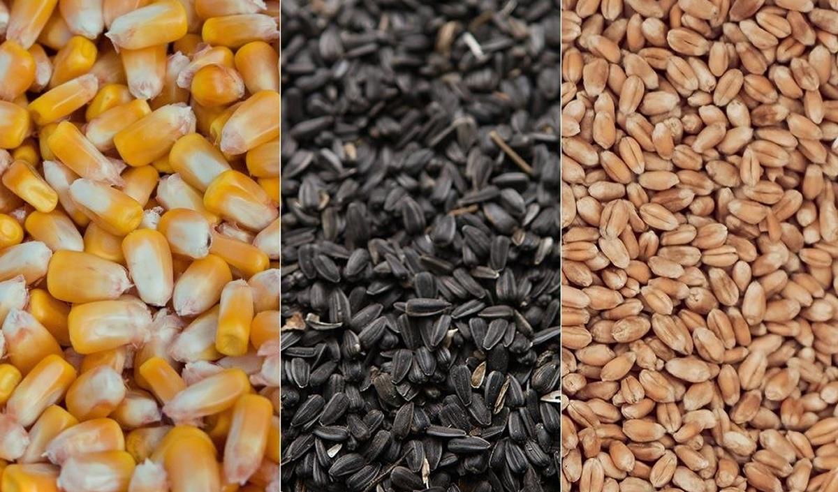 Bilanțul sezonului de vânzări al cerealelor și al materiilor prime oleaginoase din anul trecut