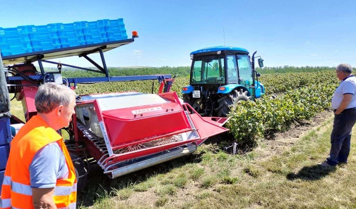Cum pot grădinarii să rezolve această problemă: combină agricolă sau muncitor sezonier?