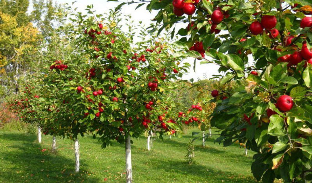În Moldova a fost elaborată o metodologie pentru plantarea livezilor