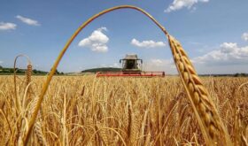 grain harvest grain harvest