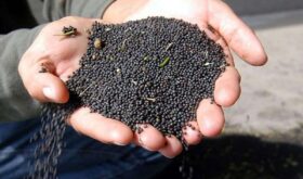 canola seeds