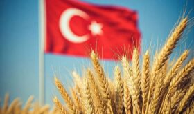 Turkish wheat