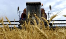 wheat harvest