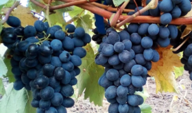 grapes grapes