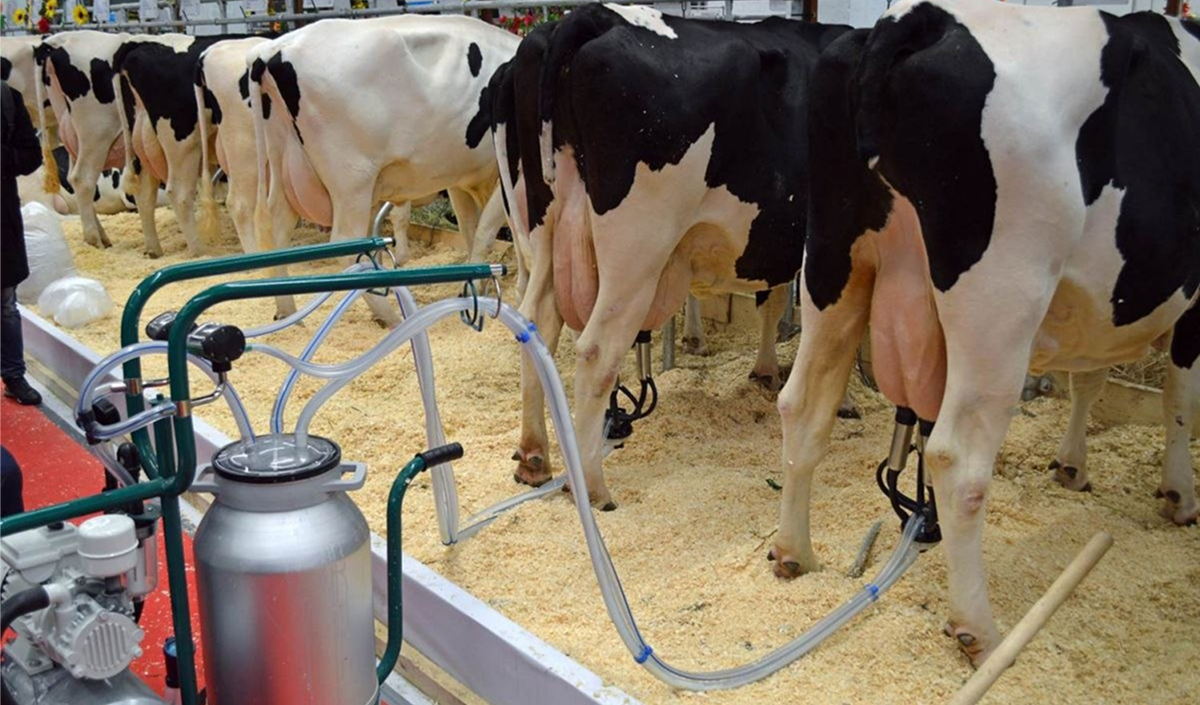 Se apropie termenul limită pentru depunerea cererilor pentru „subvențiile pentru produse lactate”