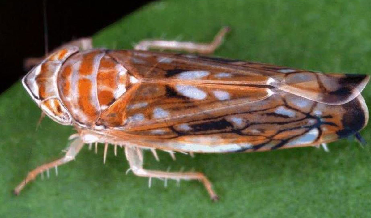 The ANSA Agency is fighting a quarantine pest—phytoplasma