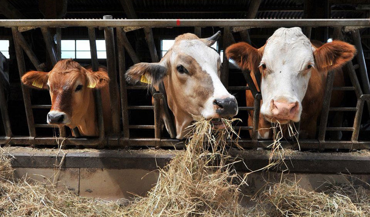 The growth in agricultural production during the first half of 2026 was driven by enterprises