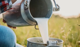 milk milk