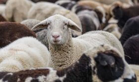 sheep