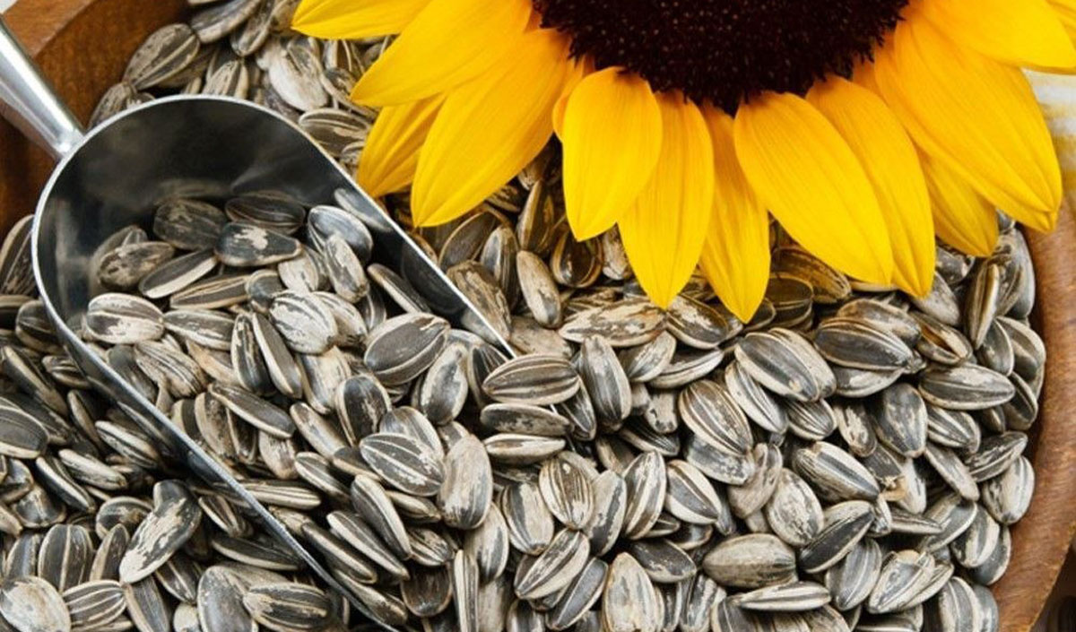 Turkey will improve conditions for sunflower seed imports starting at the beginning of the 2026/27 marketing season