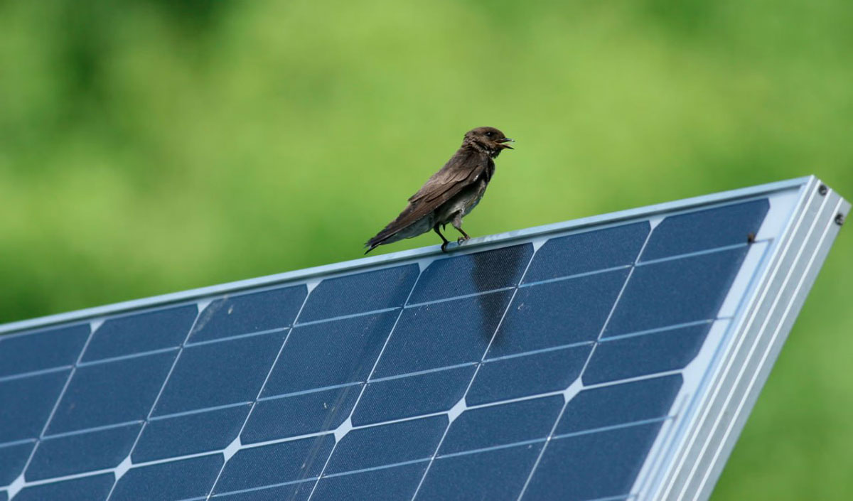 Boomul energiei solare din China s-a dovedit a fi o amenințare pentru păsări