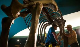 skeletons of ancient animals skeletons of ancient animals