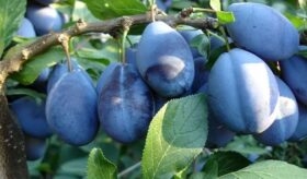 prune prune