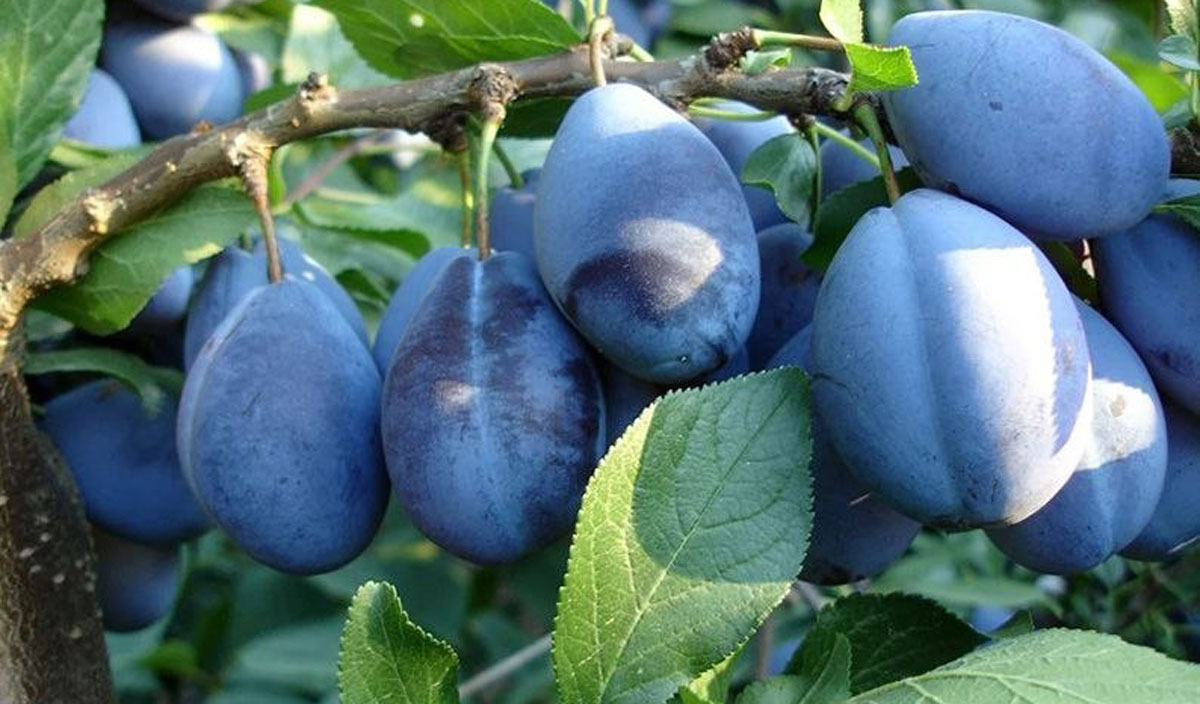 Moldovan Plum Industry Outlook: A Bountiful Harvest, Large Fruits, and Hopes for Exports