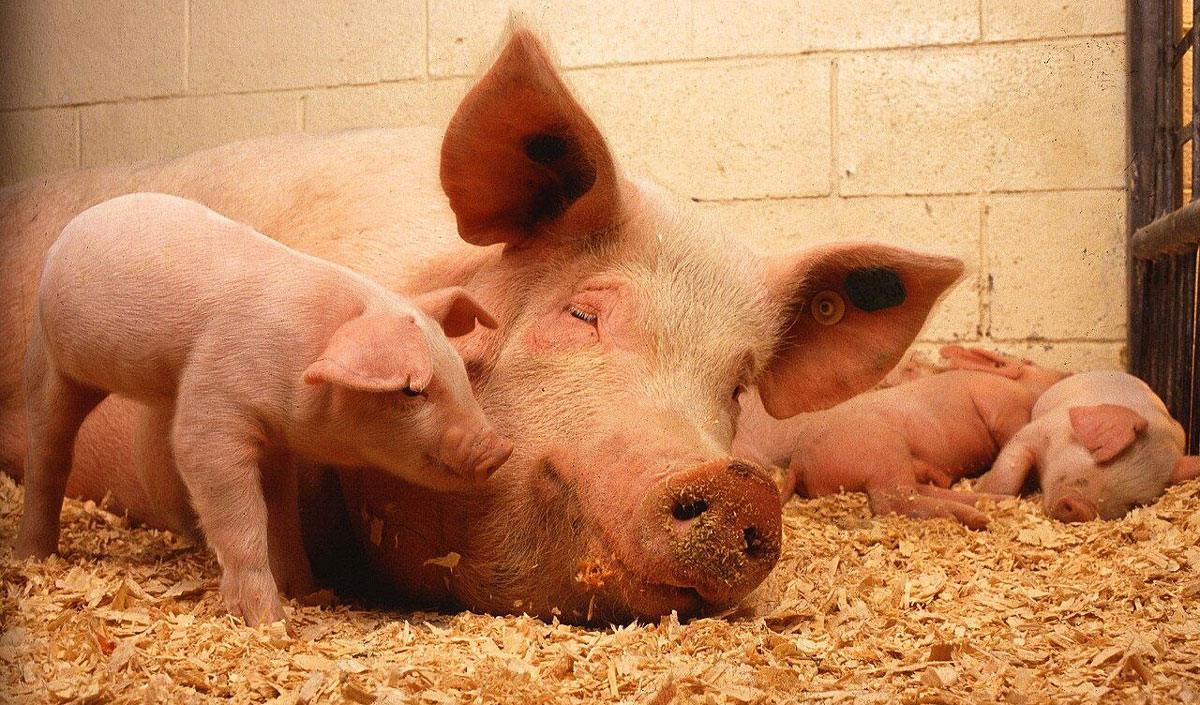 New outbreaks of African swine fever are being contained in Moldova