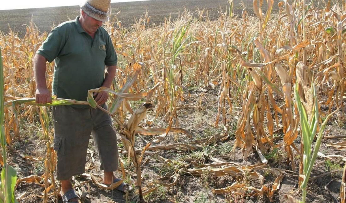 Farmers Are Being Compensated for Last Year’s Losses