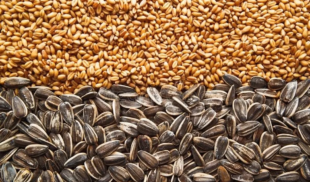 grain