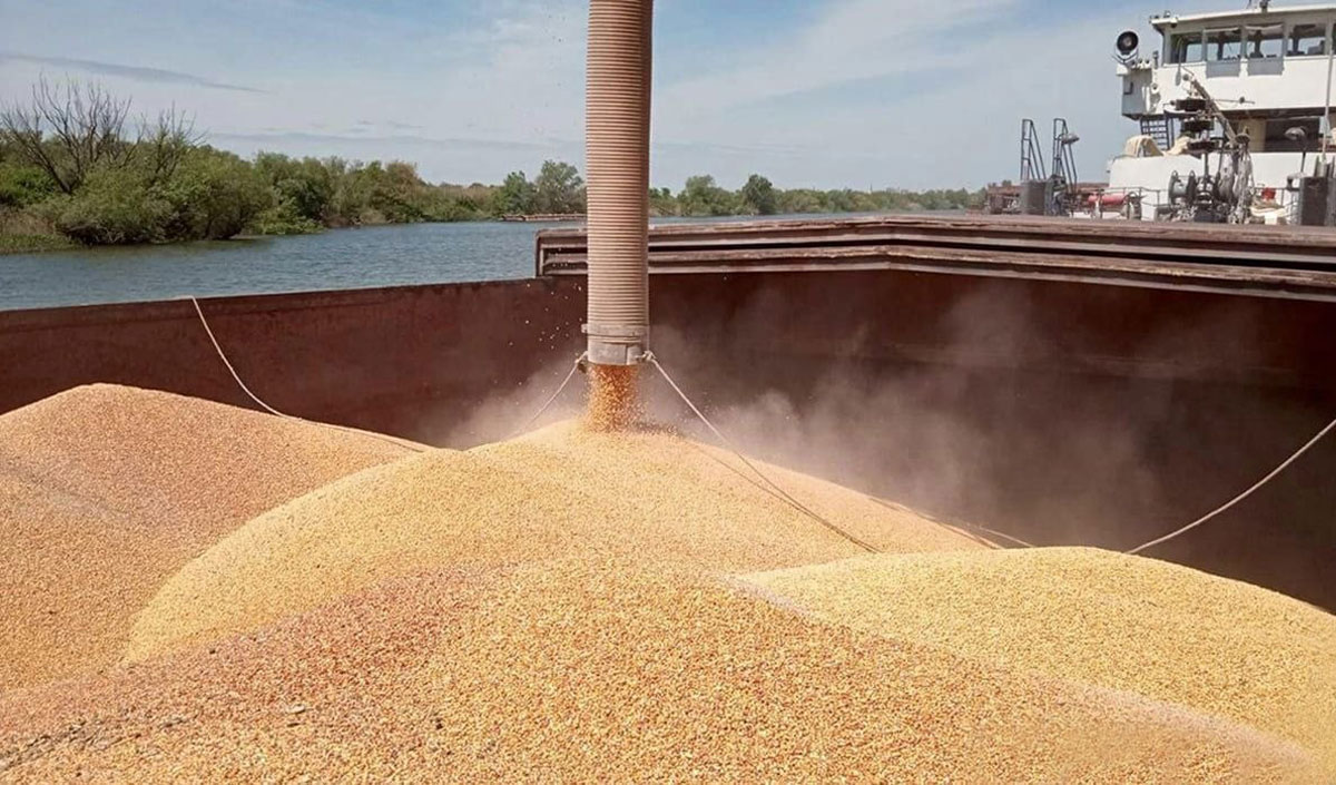 În luna iulie, Moldova a exportat grâu în valoare record de 567 de milioane de lei. Ce urmează?