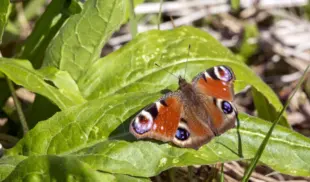 ecosystem