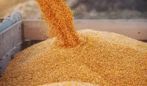 moldovan wheat