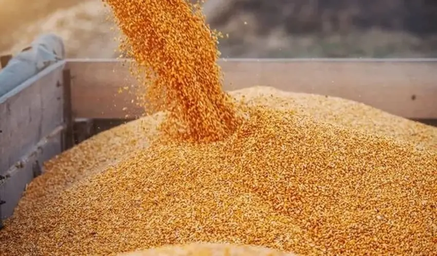 Record exports of Moldovan wheat this summer. Could they have been even higher? moldovan wheat