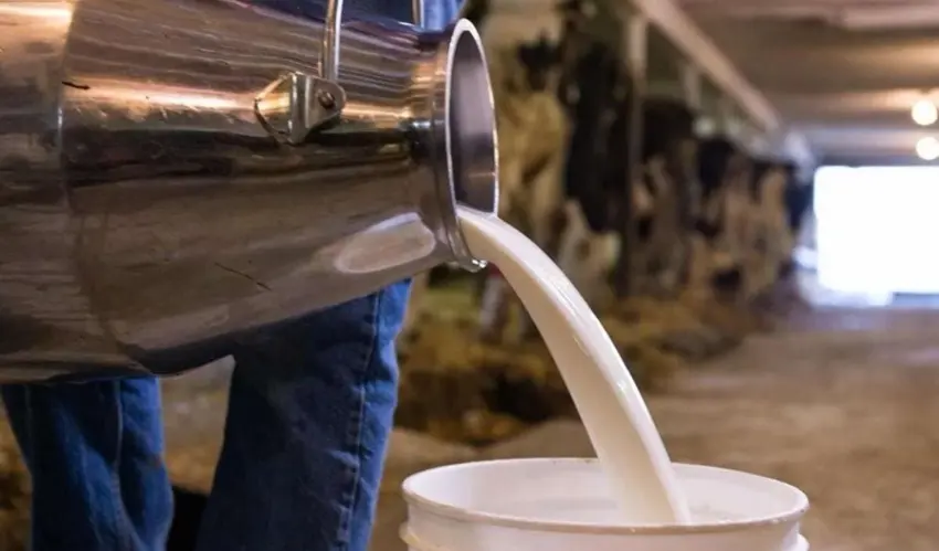 milk