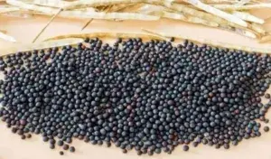 rapeseed