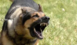 câine