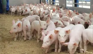 porci porci
