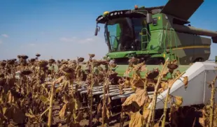 sunflower harvest sunflower harvest