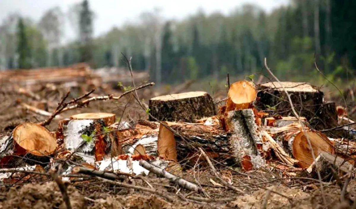 deforestation