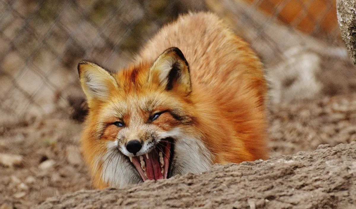 rabid fox rabid fox