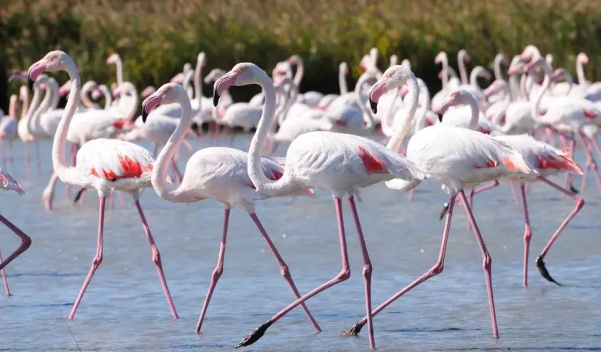 An increase in the population of greater flamingos has been recorded in Romania flamingo