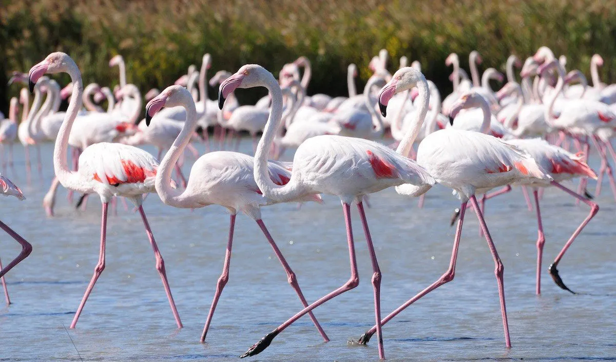 flamingo