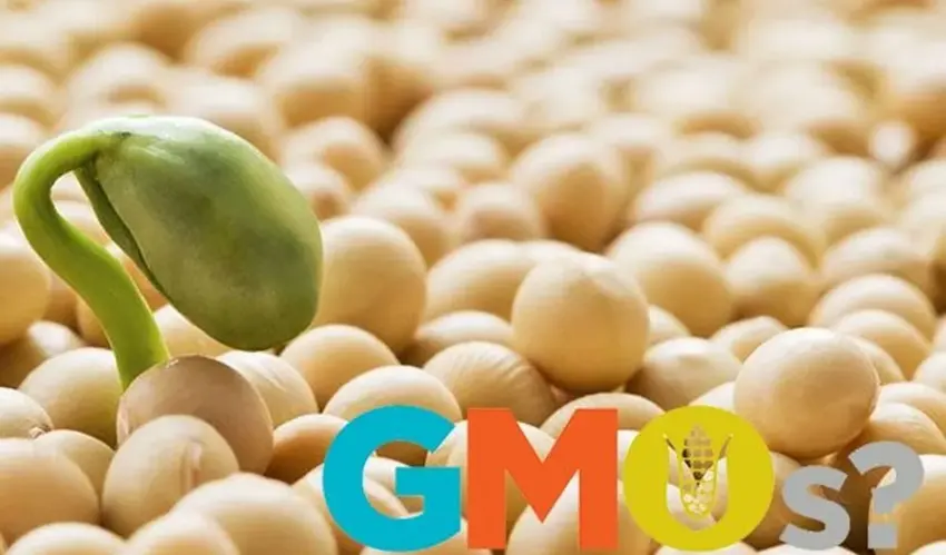 The EU has expanded the list of authorised transgenic soya and maize lines GMO