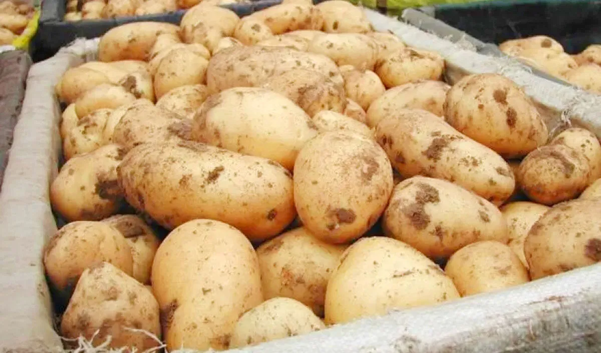 potatoes