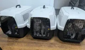 An attempt was made to import pedigree cats worth 100,000 lei into Moldova from Odessa