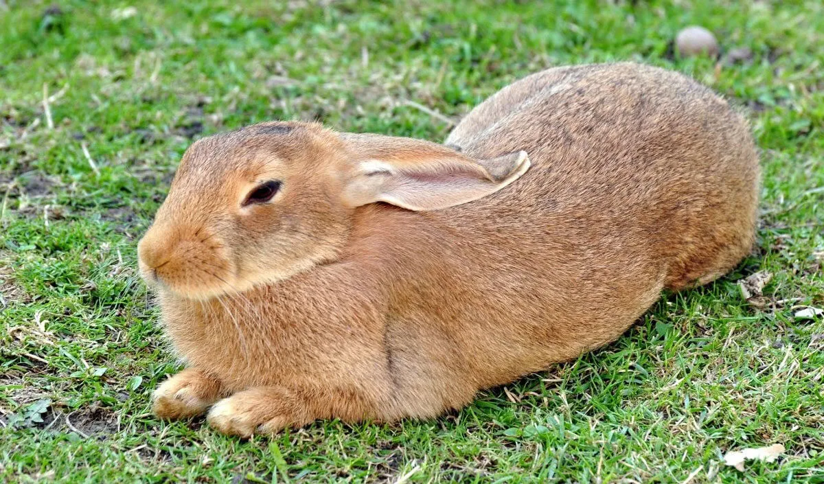 rabbit rabbit