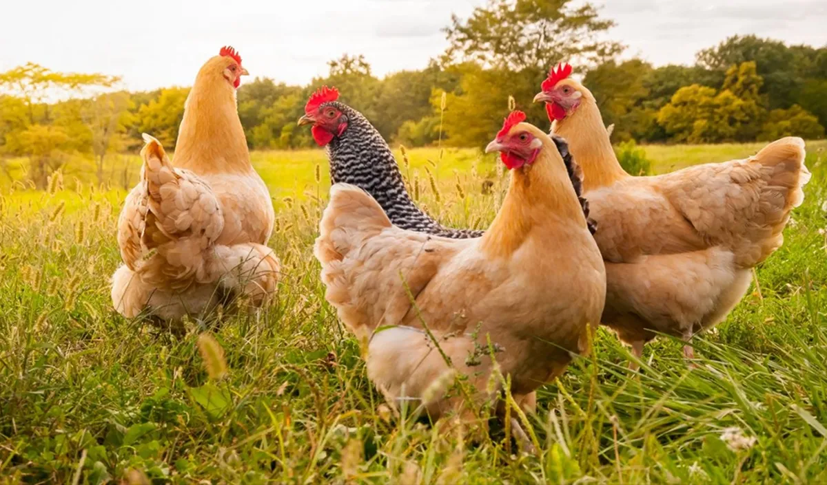 chickens chickens