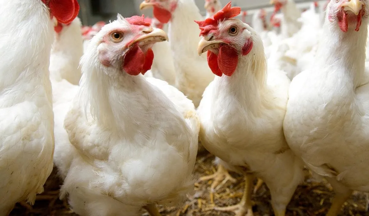 chickens