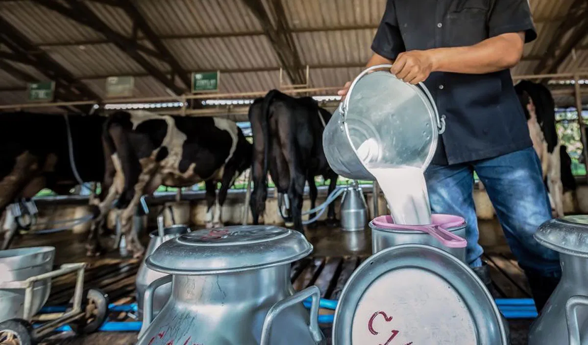 milk